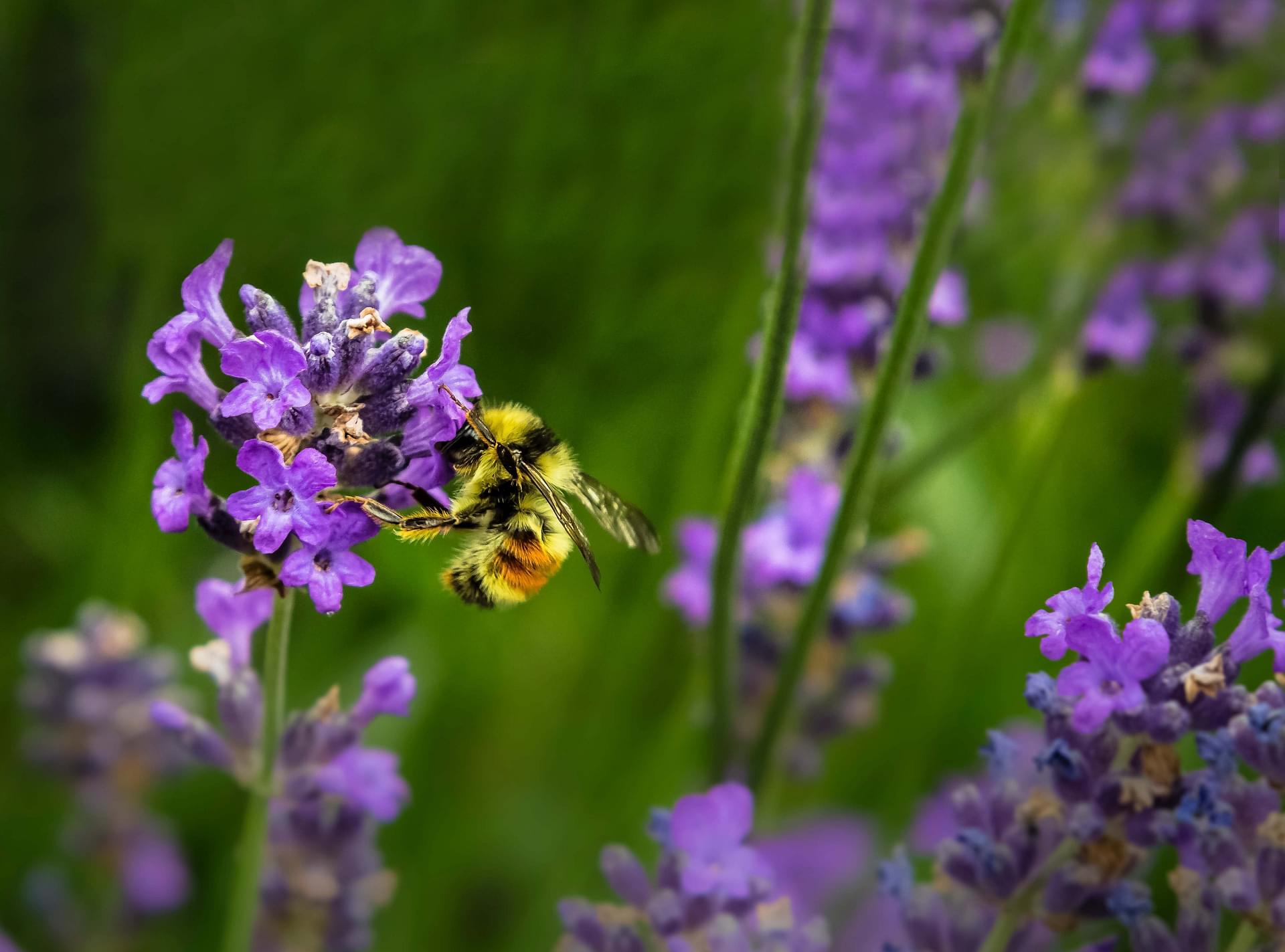  Young Living Foundation - Conservation Projects - Native Pollinators 