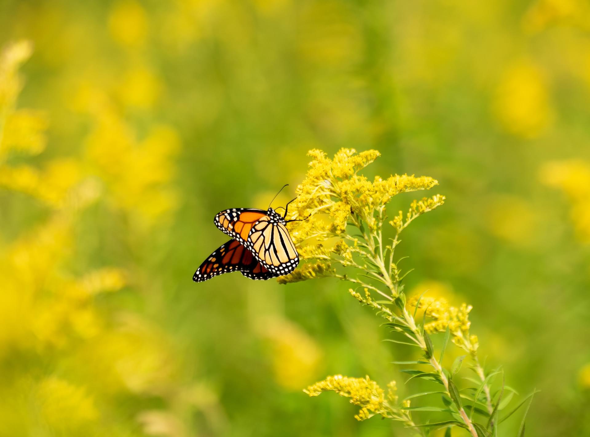  Young Living Foundation - Conservation Projects - Monarch Waystation 
