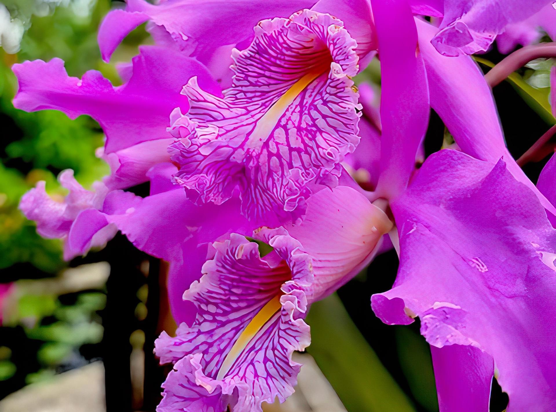  Young Living Foundation - Conservation Projects - Orchid Greenhouse 