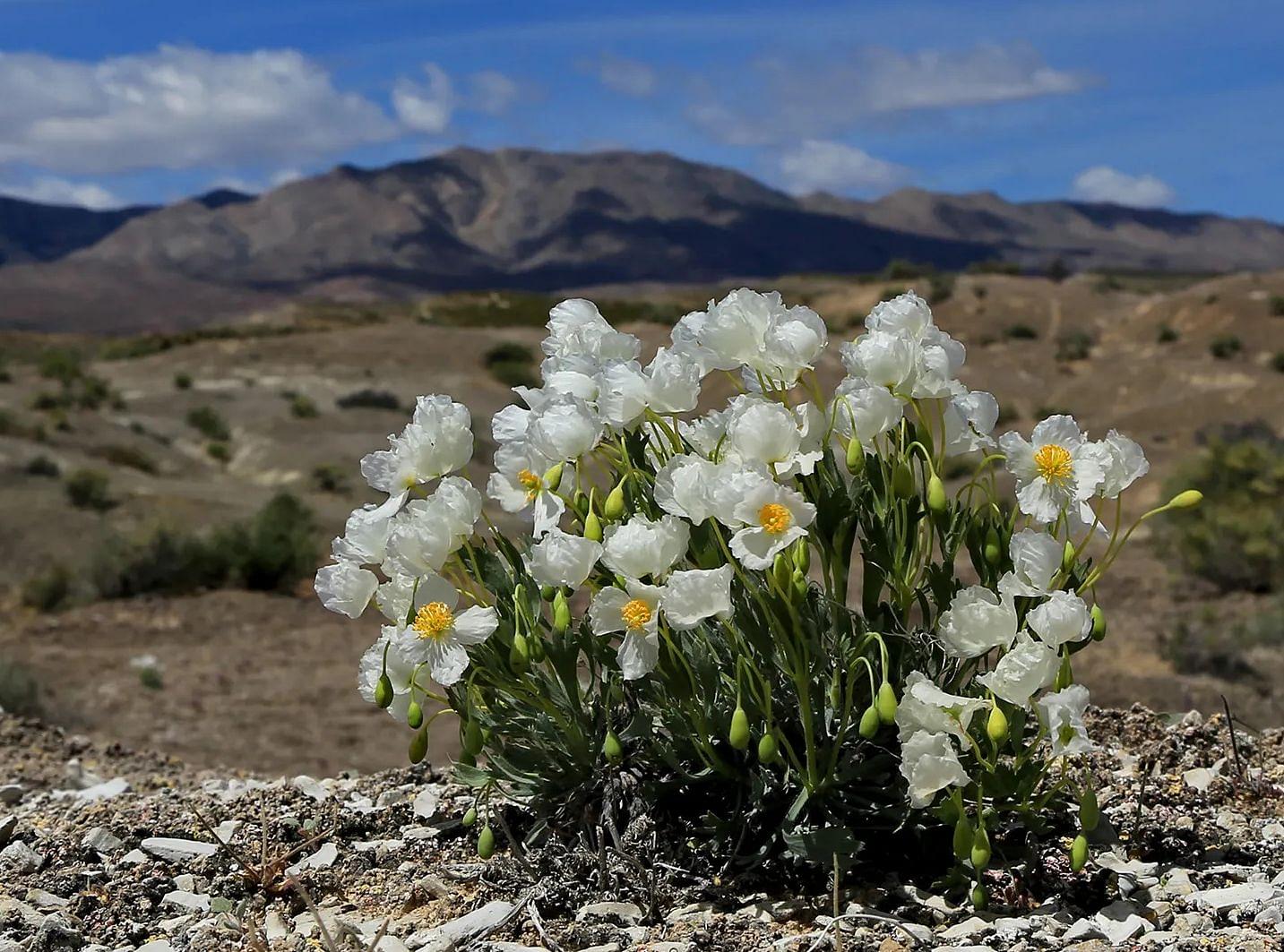  Young Living Foundation - Conservation Projects - Utah Seed Bank 