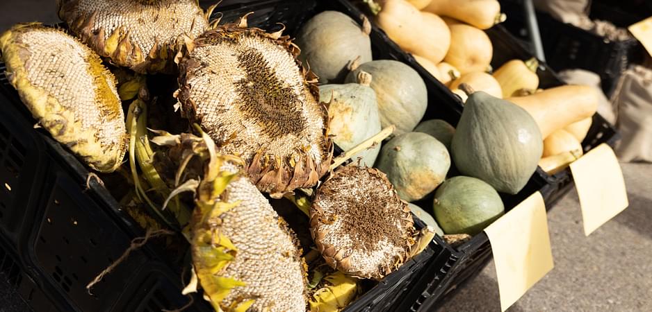 Harvest Festival
